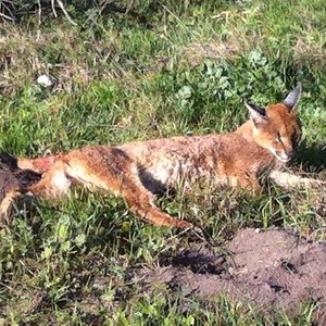 The female, I named her FREE, here in severe pain as we waited for Dr Marc Walton to arrive