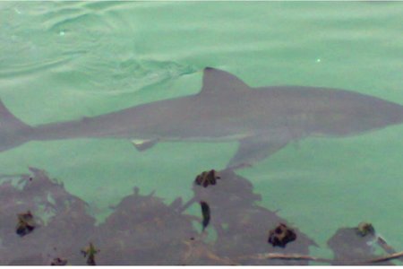 Gansbaai_Grootwit_in_Hawe