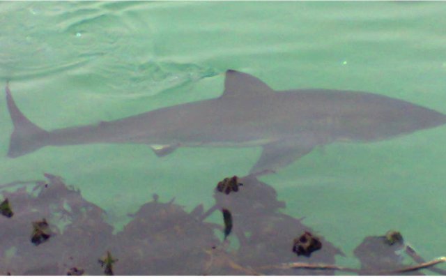 Gansbaai_Grootwit_in_Hawe