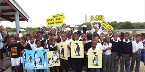 Gansbaai_Waggel_Waggel_Pikkewyne_6