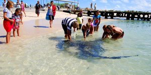 Stingrays in Struisbaai Harbour