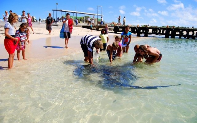 Stingrays in Struisbaai Harbour