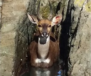 Wildsbokkies-verhale