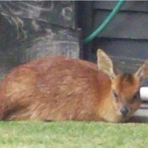 Die grysbokkie wat deur Vonnie Le Roux uit die see gered is