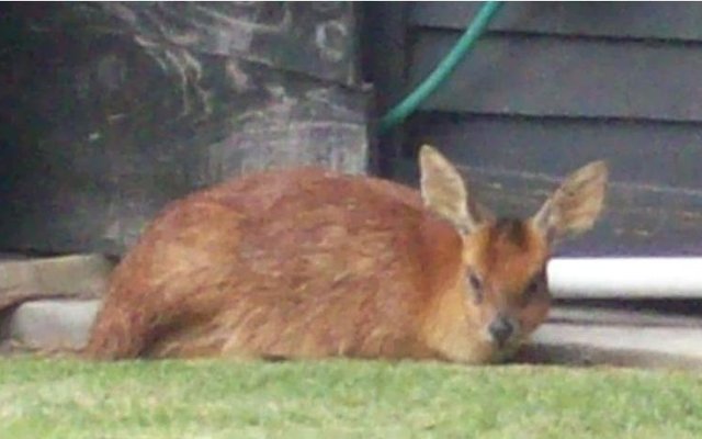 Die grysbokkie wat deur Vonnie Le Roux uit die see gered is