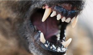 Dog attacks â€“ Protect yourself