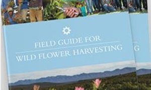 Fynbos Field Guide
