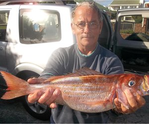 Hoekom geen geelbek?