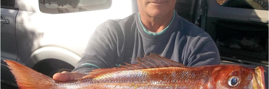 Dit kos â€˜n bietjie soek, maarâ€¦.. Steve Serbon hou een van vier baie mooi silwervisse vas wat hy Maandag naby die Birkenhead raakgeloop het.  