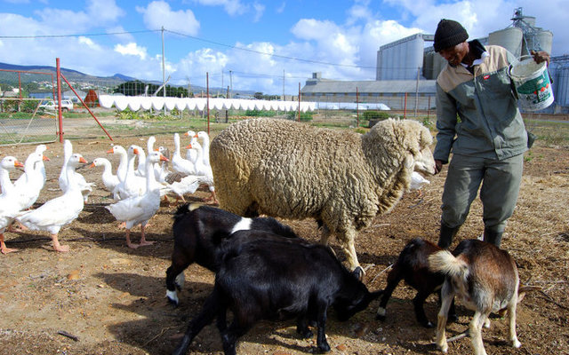 Farming in Bredasdorp