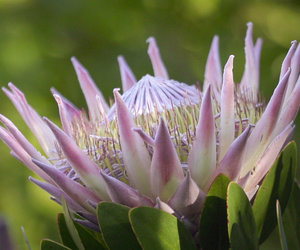 Upcoming Events in Caledon