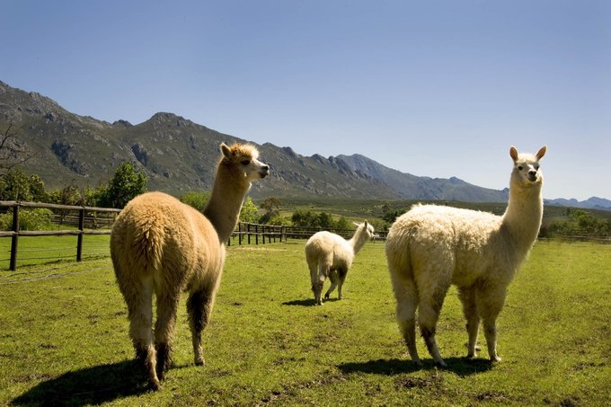 Alpacas_at_Helderstroom_Stettyn_Mountains