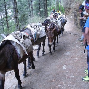 Gansbaai_Prof_herskep_Nepalroete_3