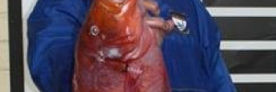 Stephen Ashlin met sy pragtige Rooi Roman van 2.34kg