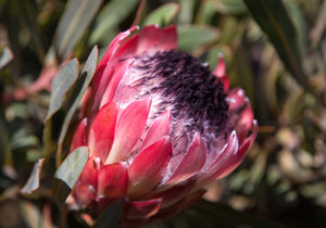 10 Quick Facts about Botrivier