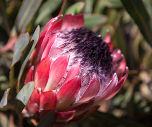 10 Quick Facts about Botrivier