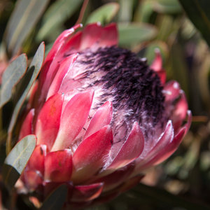 Biodiversity in Botrivier