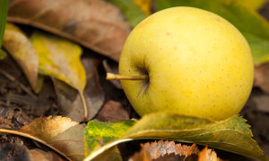 10 Facts about Grabouw & the Elgin Valley