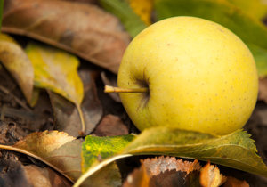 10 Facts about Grabouw & the Elgin Valley