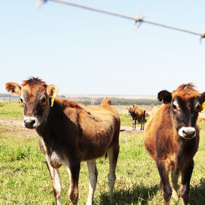 Farming in Swellendam