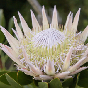 Caldeon Wild Flower Garden