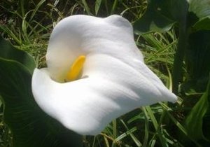 Kykies in die Koninkryk