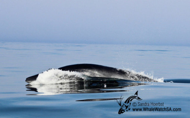 20160608_WW_Trip1_SHoerbst_IMG_191_580x388 20160608_WW_Trip1_SHoerbst_IMG_191_580x388