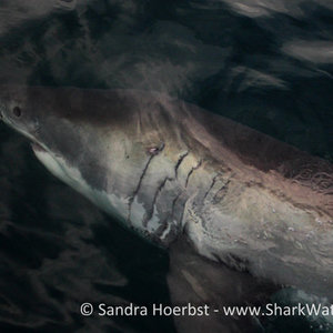 20160618_SF_Trip1_SHoerbst_IMG_020