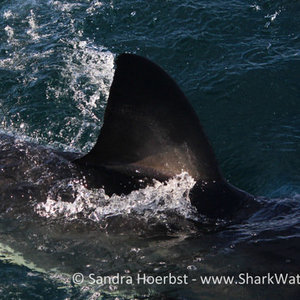 20160618_SF_Trip1_SHoerbst_IMG_075