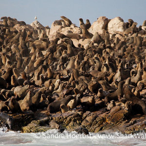 20160618_SF_Trip1_SHoerbst_IMG_103