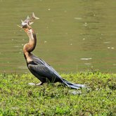 African Darter having lunch at Tides River Lodge