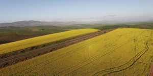 Canola Fields surrounding Riviersonderend