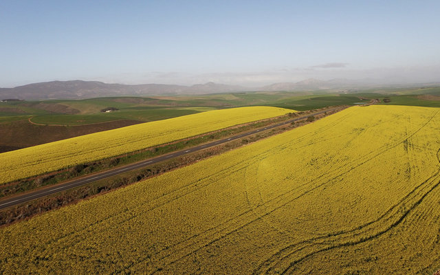 Canola Fields surrounding Riviersonderend