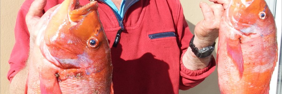 Henri Punt met sy twee Rooi Romans van 2.3kg en 1.2kg