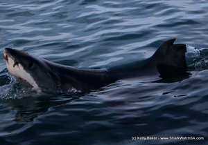 Shark Cage Diving Blog - 25 June 2016