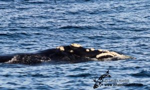 Official start to Whale Season