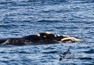 Official start to Whale Season