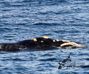 Official start to Whale Season