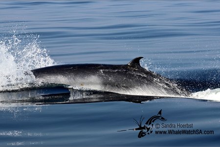 Die dwerg minkewalvis (Balaenoptera acutorostrata subsp) wat sy onverwagte opwagting hier gemaak het. Meredith Thornton van Dyer Island Conservation Trust sÃª sy is 70% seker die foto wat aan haar voorgelÃª is, is diÃ© van â€˜n dwerg minkewalvis. Dit is â€˜n uitsonderlike verskynsel, aangesien die voorkoms van hierdie spesie nog nooit voorheen hier aangemeld is nie. Foto: Sandra Hoerbst.