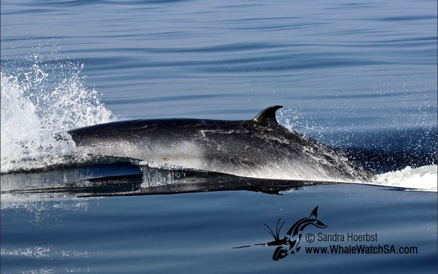 Die dwerg minkewalvis (Balaenoptera acutorostrata subsp) wat sy onverwagte opwagting hier gemaak het. Meredith Thornton van Dyer Island Conservation Trust sÃª sy is 70% seker die foto wat aan haar voorgelÃª is, is diÃ© van â€˜n dwerg minkewalvis. Dit is â€˜n uitsonderlike verskynsel, aangesien die voorkoms van hierdie spesie nog nooit voorheen hier aangemeld is nie. Foto: Sandra Hoerbst.