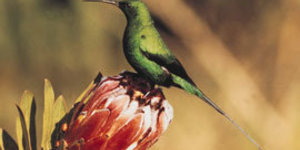 Harold Porter Botanical Gardens