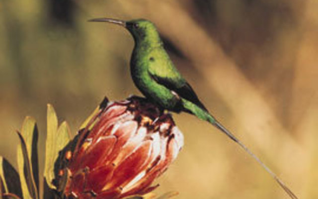 Harold Porter Botanical Gardens Harold Porter Botanical Gardens