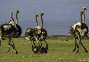 Upcoming Events in Napier