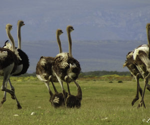 Upcoming Events in Napier