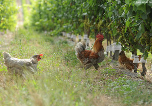 Upcoming Events in Grabouw/Elgin