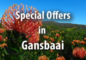 Special Offers in Gansbaai
