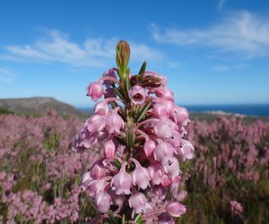 Erica irregularis