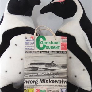  â€˜n Gansbaai Courant inkopiesakkie pronk trots tussen mnr. en mev. Afrika Pikkewyn