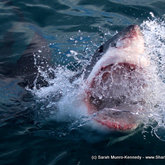 Experience Jawesomeness - Shark Cage Diving in Gansbaai