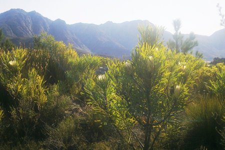 Protea in flower - Villiersdorp